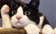 猫呕吐不吃饭能自愈吗