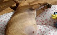 狗狗怀孕50天肚子视频