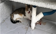 猫咪摔后死亡的前兆