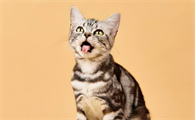 猫咪尿不出来尿吃什么药管用
