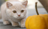 猫能吃南瓜吗