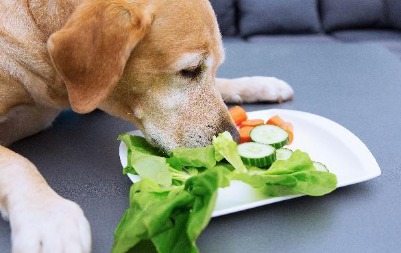 狗狗可以吃生菜吗