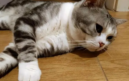 猫咪什么时候发情 猫咪什么时候发情
