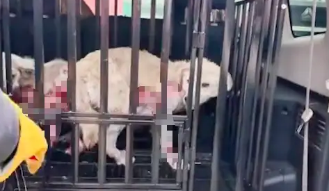 两只狗狗患病无人医治,已经病入膏肓全身是血,嚎叫声令人心碎! 两只狗狗患病无人医治,已经病入膏肓全身是血,嚎叫声令人心碎!