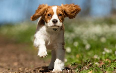 狗狗吃什么补钙最快最好