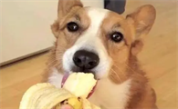 狗狗不能吃的十大水果