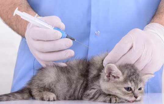 猫咪需要每年打疫苗吗