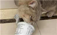 猫能喝酸奶吗