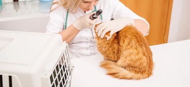 猫咪泪痕要怎么清理?猫咪泪痕清理小妙招 猫咪泪痕要怎么清理?猫咪泪痕清理小妙招