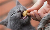 猫能吃核桃吗