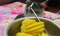 猫咪能吃菠萝吗