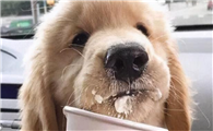 狗狗能喝酸奶吗