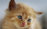 猫是代表狐仙还是黄仙