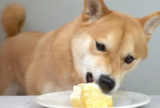 狗狗能吃豆腐吗
