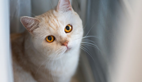 猫咪正常死亡的姿势 猫咪正常死亡的姿势