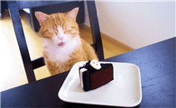猫咪可以吃巧克力吗