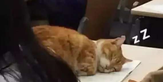 男子带猫咪去上课,没过多久就困得眼泪花花,坚持不住睡着了 男子带猫咪去上课,没过多久就困得眼泪花花,坚持不住睡着了