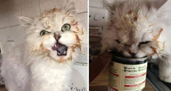 小猫偷吃粘一脸豆子，当场变身爆笑表情包，主人又好气又好笑