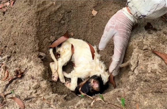 狗狗死了两年了想把她挖出来 狗狗死了两年了想把她挖出来