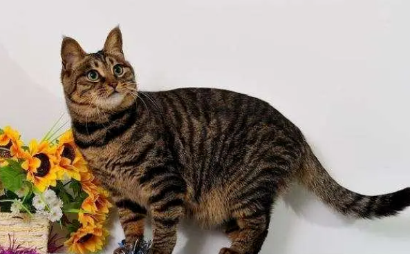 猫界智商最高的五种猫 猫界智商最高的五种猫