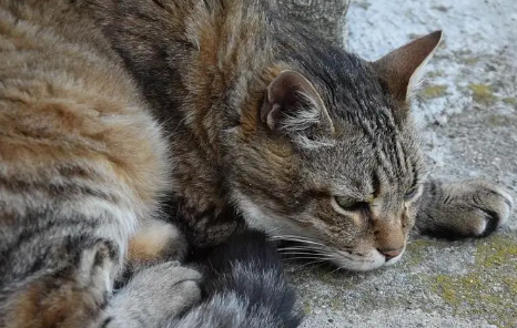 猫咪如果一辈子都不洗澡会怎样? 猫咪如果一辈子都不洗澡会怎样?