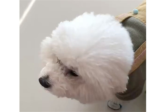 狗狗吃什么增肥最快 狗狗吃什么增肥最快