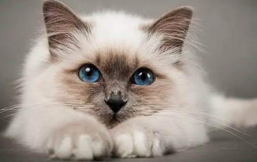 猫咪为什么会突然咬主人一口 猫咪为什么会突然咬主人一口