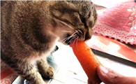 猫咪可以吃的蔬菜
