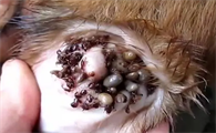 狗狗身上有蜱虫会传染人吗