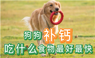 狗狗缺钙吃什么补钙最快