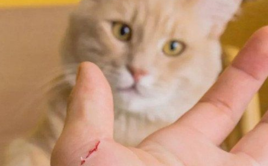 10种图片猫抓破皮不需要打针