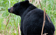 黑熊和棕熊是一个物种吗