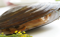 高血压可以吃河蚌肉吗