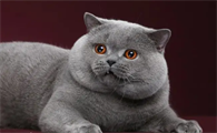 cfa冠军猫一般多少钱