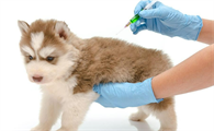 狗狗什么时候打疫苗