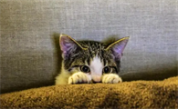 猫咪几天不吃饭会饿死