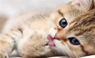 猫咪尾巴上长猫癣有什么办法