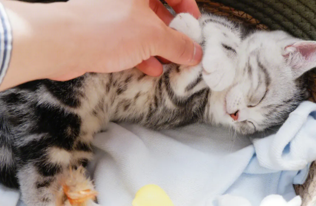 把猫当儿子养的都是有病 把猫当儿子养的都是有病