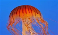 海蜇和水母是一种生物吗