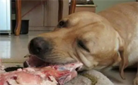 狗狗为啥不能吃猪肉