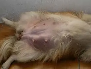狗狗乳腺炎的症状及处理方法 狗狗乳腺炎的症状及处理方法