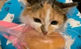 猫咪爱偷吃,就算是热乎乎的丸子也要直接抢,为了吃被烫也不怕 猫咪爱偷吃,就算是热乎乎的丸子也要直接抢,为了吃被烫也不怕