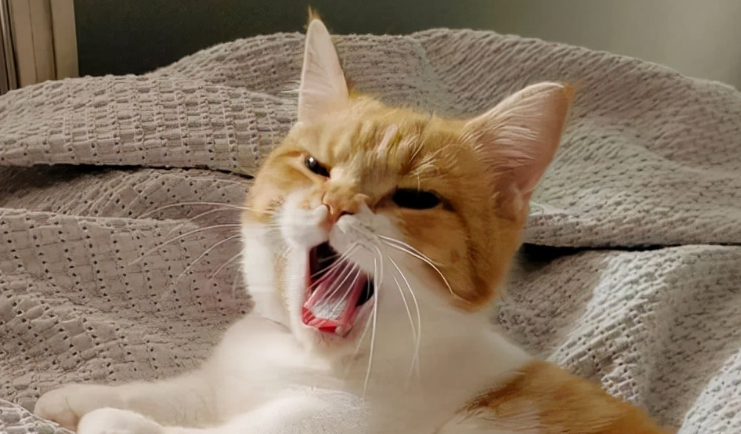 猫咪一直叫个不停怎么办