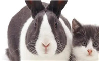 猫和兔子能一起养吗，需要注意什么？
