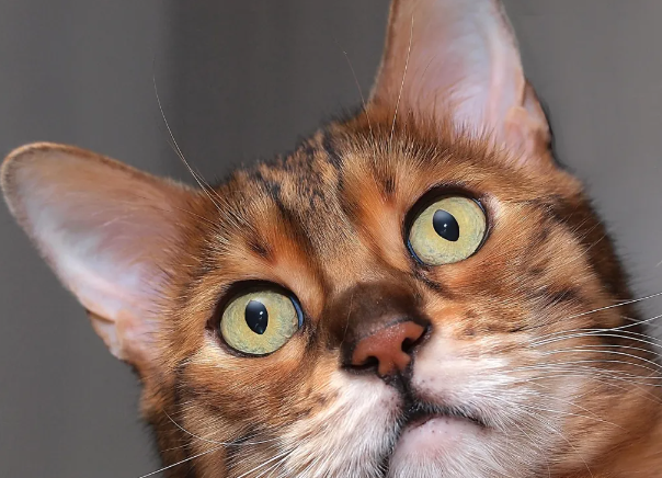 小猫咪的瞳孔为啥是竖着的? 小猫咪的瞳孔为啥是竖着的?