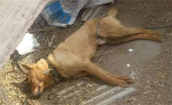 狗狗死后安葬在什么地方好 狗狗死后安葬在什么地方好