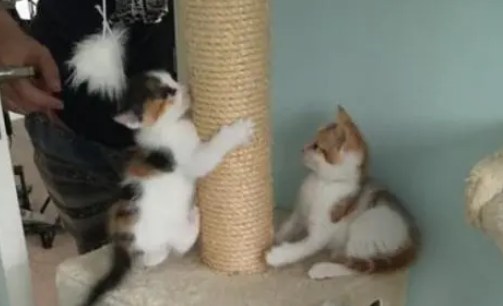 猫妈为了小猫每天往返城市和乡村,身体累垮,小伙心疼带回家收养 猫妈为了小猫每天往返城市和乡村,身体累垮,小伙心疼带回家收养