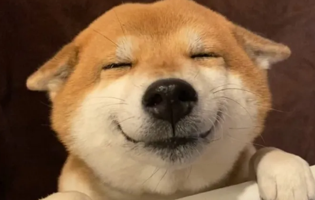 抑郁症的救赎:爱微笑的柴犬带来的心灵疗愈 抑郁症的救赎:爱微笑的柴犬带来的心灵疗愈