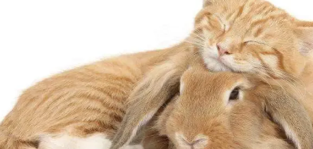 猫和兔子能一起养吗，需要注意什么？
