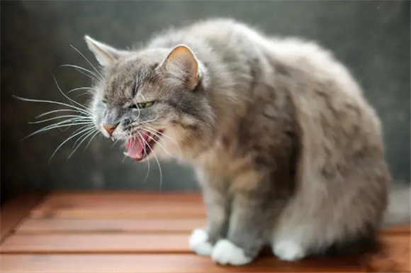猫偶尔咳嗽但是一切正常 猫偶尔咳嗽但是一切正常